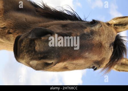 Primo piano di una testa di American Quarter Horses in Missouri Foto Stock