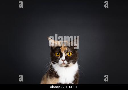 Testa scattata di un bel gatto britannico Shortair, con un'incantevole coppia di chitarri, guardando verso una fotocamera con occhi arancioni sorprendenti. Isolato su sfondo nero con spazio di copia Foto Stock