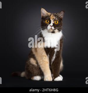 Grazioso choc tortie British Shortair Cat, seduto di fronte. Guardando verso una fotocamera con occhi arancioni sorprendenti. Isolato su sfondo nero. Foto Stock