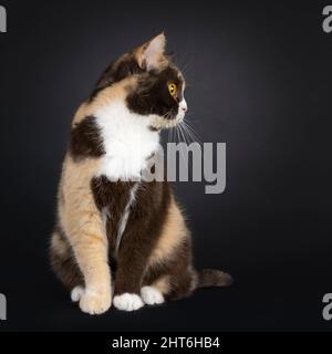 Grazioso choc tortie British Shortair Cat, seduto di fronte. Guardando i lati modi mostrare profilo con occhi arancioni sorprendenti. Isolato su un bac nero Foto Stock