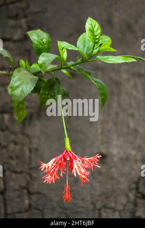 Colpo verticale di un ragno rosso Hibiscus fiore appeso a testa in giù da un gambo ad un giardino Foto Stock