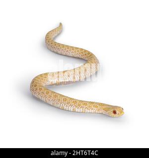 Vista dall'alto del giovane serpente albino hognose che si muove lateralmente. Isolato su sfondo bianco. Foto Stock