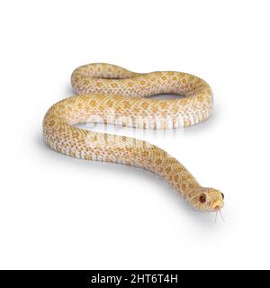 Vista dall'alto del giovane serpente albino hognose che si muove lateralmente. Isolato su sfondo bianco. Linguetta verso l'esterno. Foto Stock