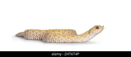 Vista laterale del giovane serpente albino hognose che si muove lateralmente. Isolato su sfondo bianco. Linguetta verso l'esterno. Foto Stock