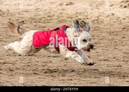 Southport, Merseyside, 27.02.22. Un Cockapoo bello e divertente ha appena il giorno migliore mai come corre lungo la spiaggia a Southport. Un cockapoo noto anche come un cockerdoodle o cockerdoodle è un cane crossbreed allevato da un Cocker Spaniel e un cuccioli, più comunemente il barile in miniatura. Credit: Cernan Elias/Alamy Live News Foto Stock
