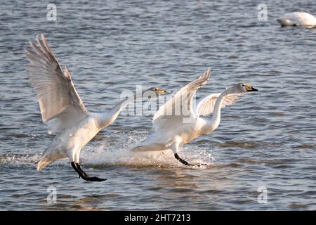 WEIHAI, CINA - 27 FEBBRAIO 2022 - i cigni di Whooper atterrano in mare alla Riserva Naturale Nazionale di rongcheng Whooper a Weihai, nella Cina orientale Shandong Provin Foto Stock