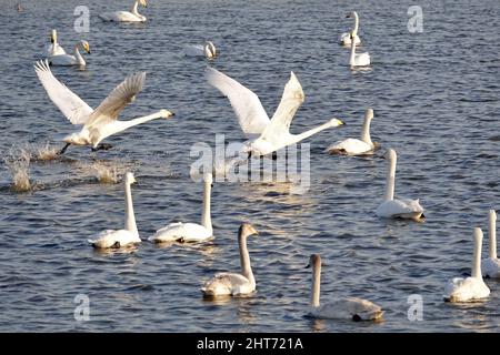 WEIHAI, CINA - 27 FEBBRAIO 2022 - i cigni di Whooper decollano dal mare alla Riserva Naturale Nazionale di Rongcheng Whooper a Weihai, nella Cina Orientale Foto Stock