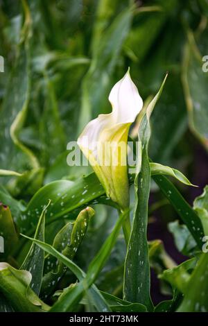 Fiori di calla bianca in un letto di fiori all'interno di un grande giardino Foto Stock