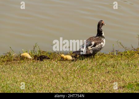 Goiânia, Goias, Brasile – 26 febbraio 2022: Un'anatra con i suoi tre bambini carini vicino a un lago. Foto Stock