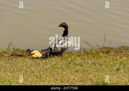 Goiânia, Goias, Brasile – 26 febbraio 2022: Un'anatra con i suoi tre bambini carini vicino a un lago. Foto Stock