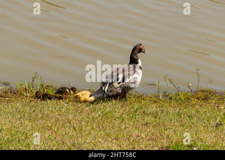 Goiânia, Goias, Brasile – 26 febbraio 2022: Un'anatra con i suoi tre bambini carini vicino a un lago. Foto Stock