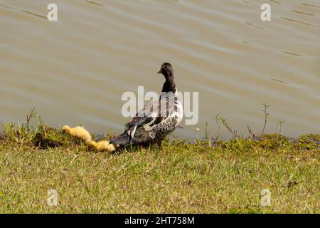 Goiânia, Goias, Brasile – 26 febbraio 2022: Un'anatra con i suoi tre bambini carini vicino a un lago. Foto Stock