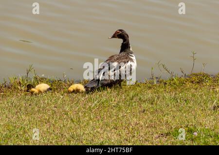 Goiânia, Goias, Brasile – 26 febbraio 2022: Un'anatra con i suoi tre bambini carini vicino a un lago. Foto Stock