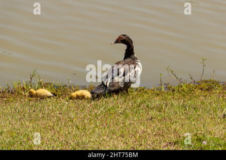 Goiânia, Goias, Brasile – 26 febbraio 2022: Un'anatra con i suoi tre bambini carini vicino a un lago. Foto Stock