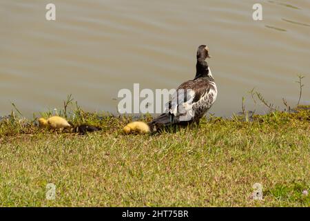 Goiânia, Goias, Brasile – 26 febbraio 2022: Un'anatra con i suoi tre bambini carini vicino a un lago. Foto Stock