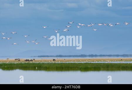 Un gregge di fenicotteri sorvola un lago nel Parco Nazionale di Amboseli in Kenya. Foto Stock