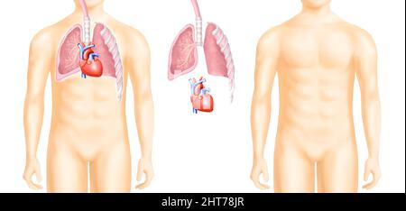 Un'illustrazione realistica dell'anatomia degli organi del corpo umano Foto Stock