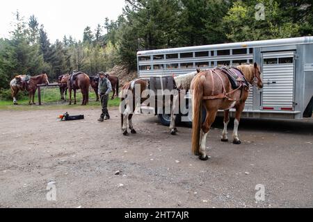 Parco Nazionale di Yellowstone, Wyomong, USA, maggio 26, 2021: ranger del parco che prepara i loro cavalli in modo da poter fare manutenzione sul sentiero Hellroaring, ho Foto Stock