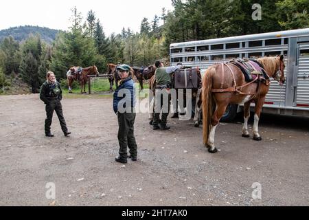 Parco Nazionale di Yellowstone, Wyomong, USA, maggio 26, 2021: rangers del parco che ottengono i loro cavalli pronti in modo da possono fare la manutenzione sul sentiero di Hellroaring, h Foto Stock