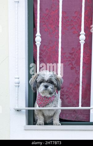 Jack russell terrier cane su un balcone a Portinao Foto Stock