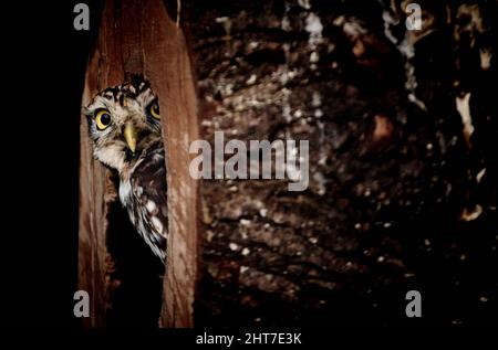 Gufo piccolo (Athene nattua) che si nasconde all'interno di un tronco di albero cavo e che sbucca fuori Foto Stock