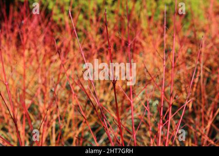 Arbusto architettonico cornus con steli rossi e arancioni senza fogliame in inverno Foto Stock