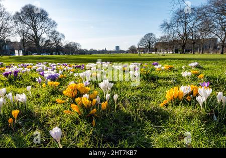 Leith, Edimburgo, Scozia, Regno Unito, 27th febbraio 2022. UK Meteo: Primavera tempo e fiori. Croci di colori misti sono in piena fioritura in erba su Leith Links al sole di oggi Foto Stock