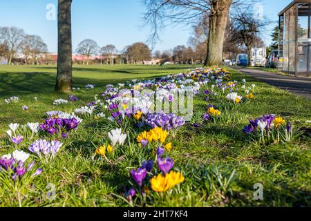 Leith, Edimburgo, Scozia, Regno Unito, 27th febbraio 2022. UK Meteo: Primavera tempo e fiori. Croci di colori misti sono in piena fioritura in erba su Leith Links al sole di oggi Foto Stock