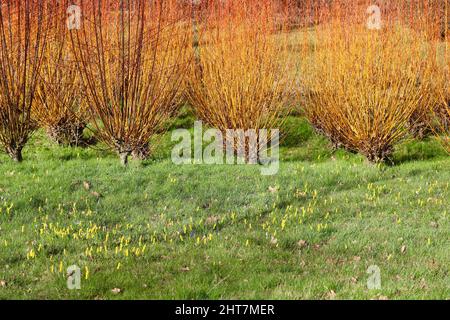 Arbusto architettonico cornus con steli gialli e rossi senza fogliame in primavera Foto Stock