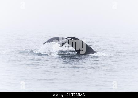 Primo piano della coda delle balene Humpback nell'oceano nell'Islanda settentrionale Foto Stock