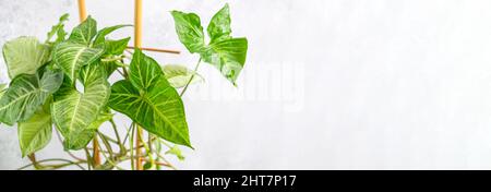 Primo piano foglie di syngonium houseplant sono supportati da bambù su sfondo grigio chiaro testurizzato. Banner sul tema della natura e delle piante con copia Foto Stock