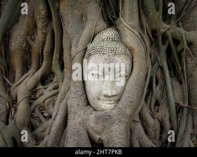 Primo piano del Buddha di faccia tra le radici dell'albero. Bangkok, Tailandia. Foto Stock