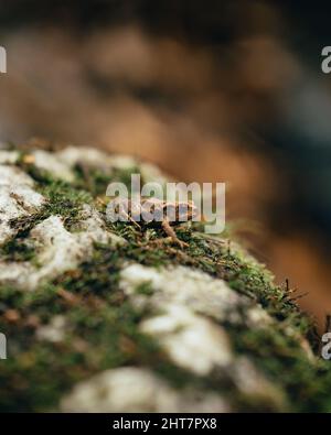 Messa a fuoco poco profonda di un rospo seduto sui mossi su una roccia nella foresta su uno sfondo sfocato Foto Stock