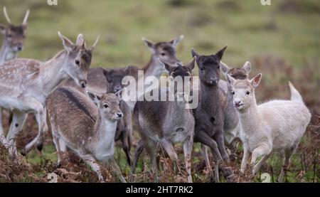 Mandria di cervi che corrono in campo su uno sfondo sfocato in primavera Foto Stock