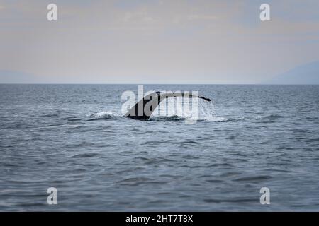 Primo piano della coda delle balene Humpback nell'oceano dell'Islanda settentrionale Foto Stock