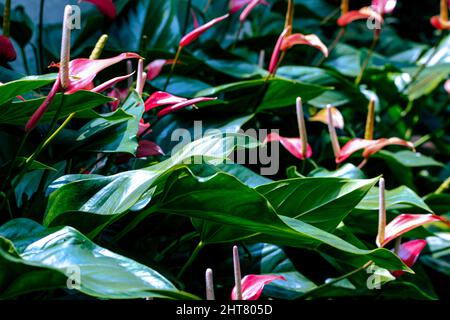 Vista di Anterhurium andraeanum che è una pianta di fioritura. Conosciuto anche come fiore di flamingo, fiore di coda, tavolozza del pittore. Foto Stock