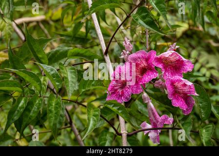 Primo piano del fiore di Brugmansia (Brugmansia suaveolens) o tromba degli Angeli, foto di Madeira Portogallo. Foto Stock