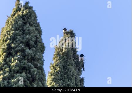 Primo piano di un paio di uccelli magpie seduti su un pino in attesa di cibo Foto Stock