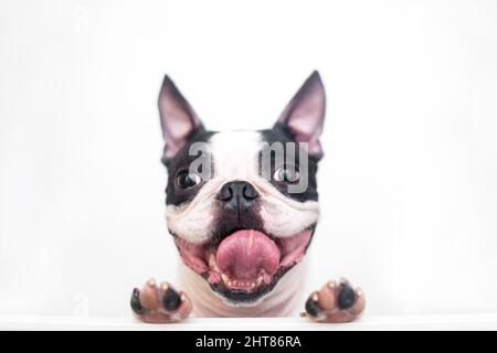 Un curioso e divertente cane Boston Terrier con un sorriso ampio e allegro guarda fuori e si spazza da un tavolo bianco su uno sfondo bianco, appoggiandosi sulle zampe Foto Stock