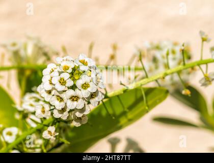 Primo piano di dolci fiori di alyssum che crescono in giardino in luce solare Foto Stock