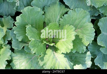 Verdure, deliziosi freschi Brassica oleracea o Collard Green Cabages coltivati in Kitchen Garden. Foto Stock