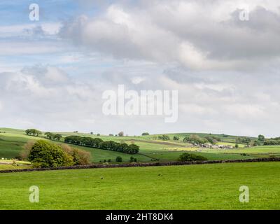 Bestiame e pecore pascolare su campi accanto a un cortile sulle colline ondulate del Peak District Inghilterra. Foto Stock