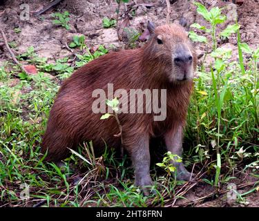 Ritratto da primo piano di Capybara (Hydrochoerus hydrochaeris) poggiato sulla riva del fiume nelle Pampas del Yacuma, Bolivia. Foto Stock