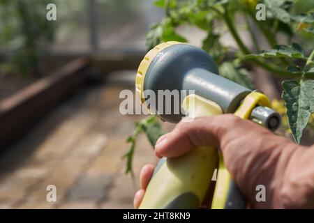 Primo piano di una mano dell'uomo che tiene un tubo per innaffiare le piante in una serra. Concetto di giardinaggio. Foto di alta qualità Foto Stock