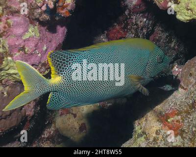 Un coniglio stellato (Siganus Stellatus) nel Mar Rosso, Egitto Foto Stock