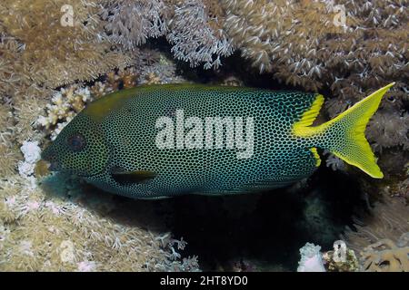 Un coniglio stellato (Siganus Stellatus) nel Mar Rosso, Egitto Foto Stock