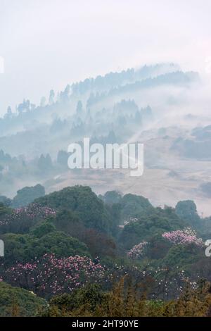 Rhododendron nella montagna coperta dalla nebbia mattutina vista da Tiger Hill, Darjeeling, West Bengala, India Foto Stock