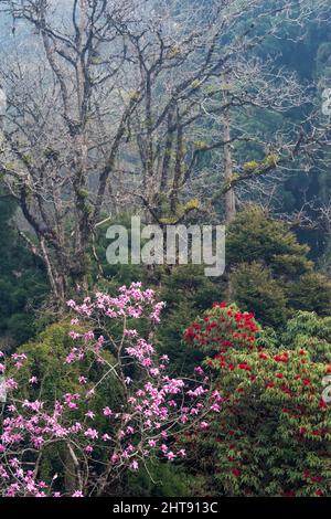 Rhododendron in montagna, Darjeeling, Bengala Occidentale, India Foto Stock