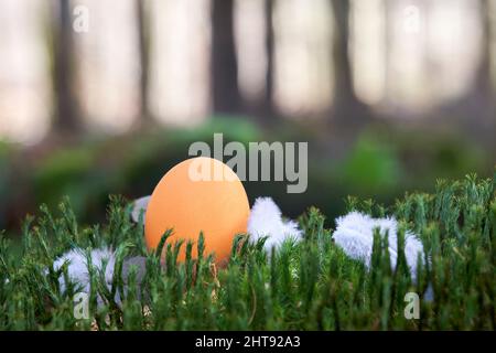 Uovo di Pasqua in natura. Prodotto biologico su muschio verde tra piume bianche nella foresta. Sfocatura profondità. Foto Stock