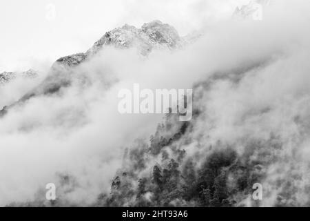 Foresta di montagna coperta di nebbia, Lachung, Sikkim, India Foto Stock